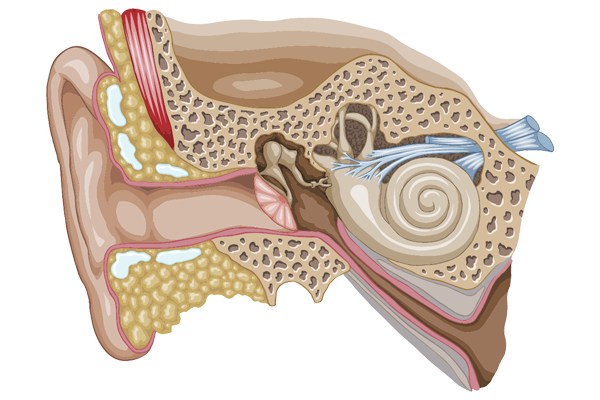 neurosensorial